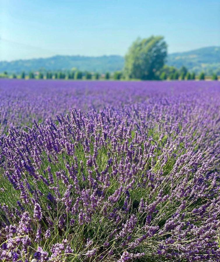 Domaine De Brancas And Petit Domaine De Brancas Beaucaire (Gard)